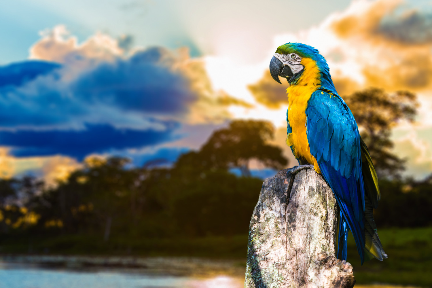 Parrot